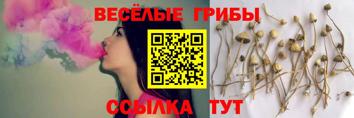 Галлюциногенные грибы Psilocybe Красноярск